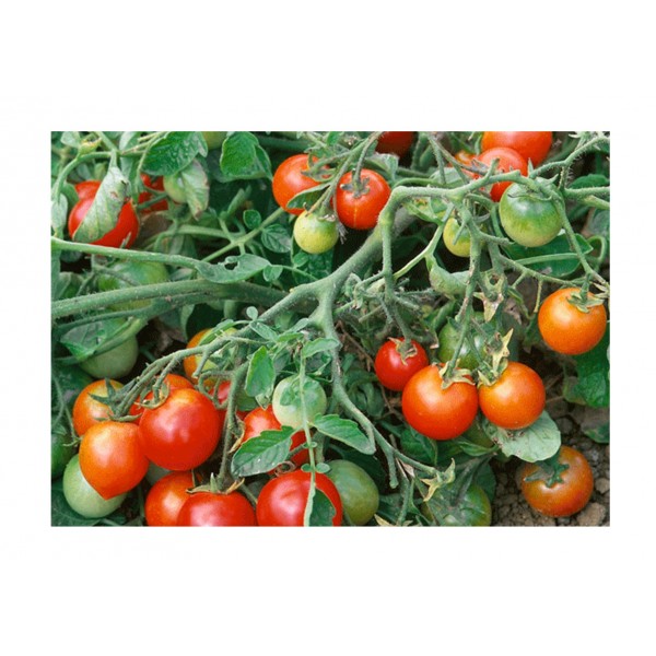 Kings tomato red alert